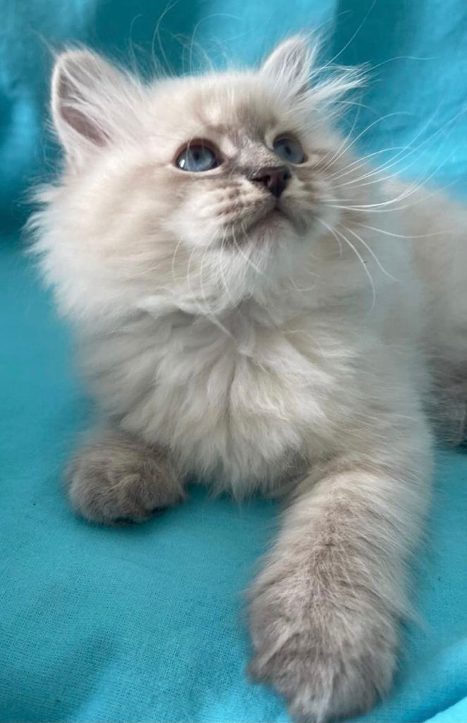Котята Невские Маскарадные
