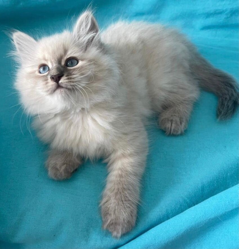 Котята