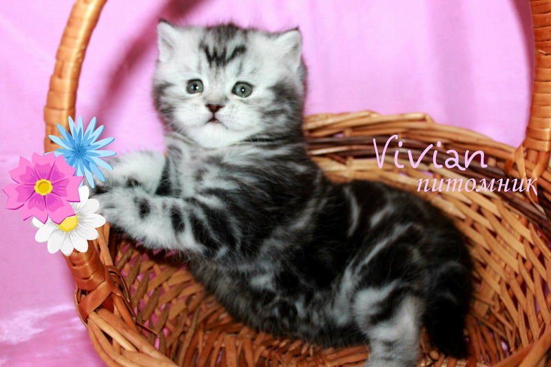 Британские коята вискас из питомника VIVIAN.