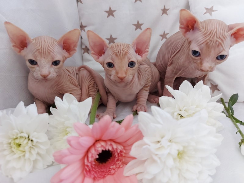 Котята Канадского Сфинкса