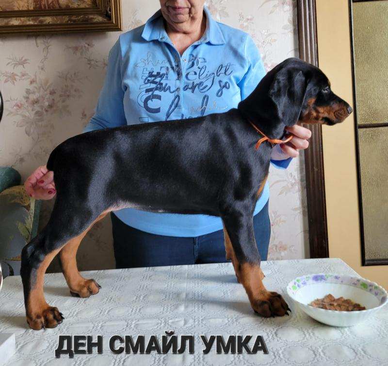 Добермана щенки. Питомник Ден Смайл.