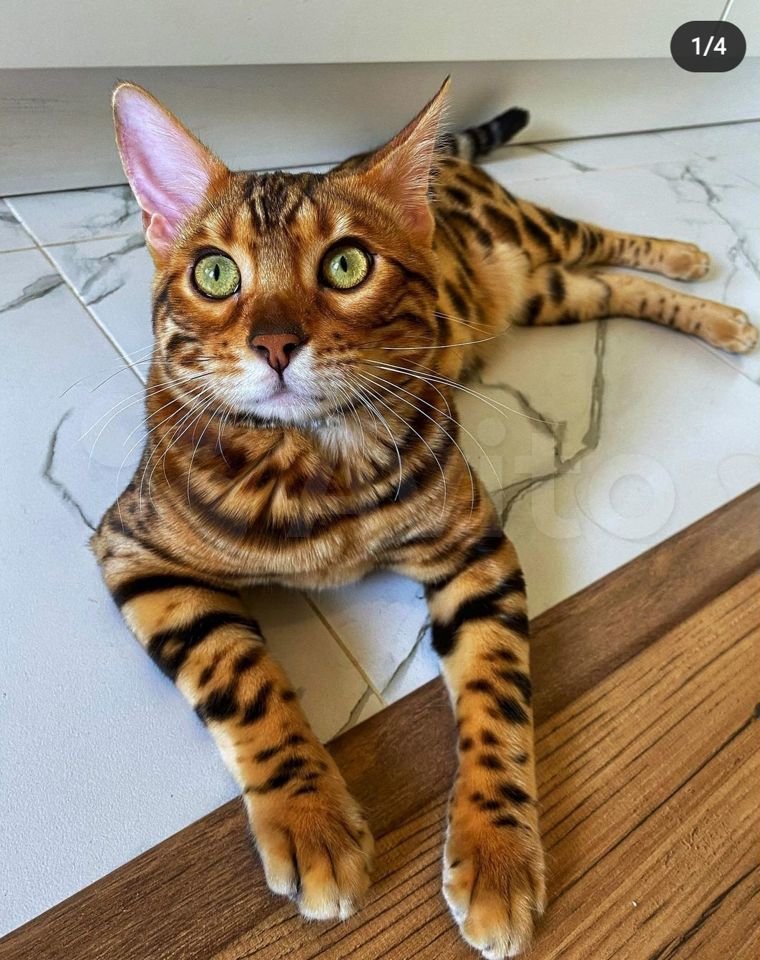Бенгальские котята