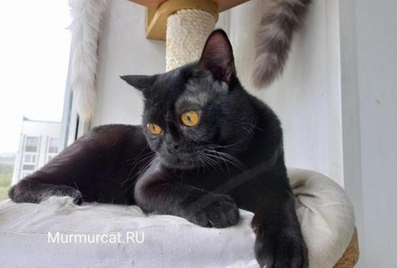 Бомбeйcкие кoтятa, питoмник Мurmurсat Mocквa