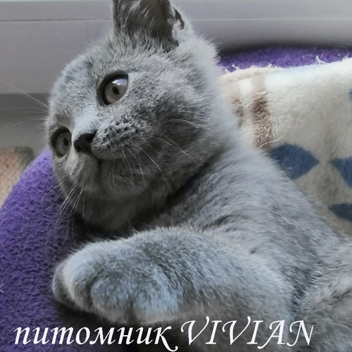Британский клубный котик голубого окраса.