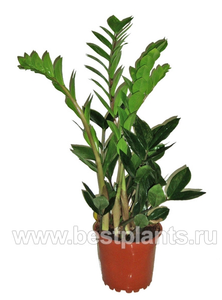 Долларовое дерево