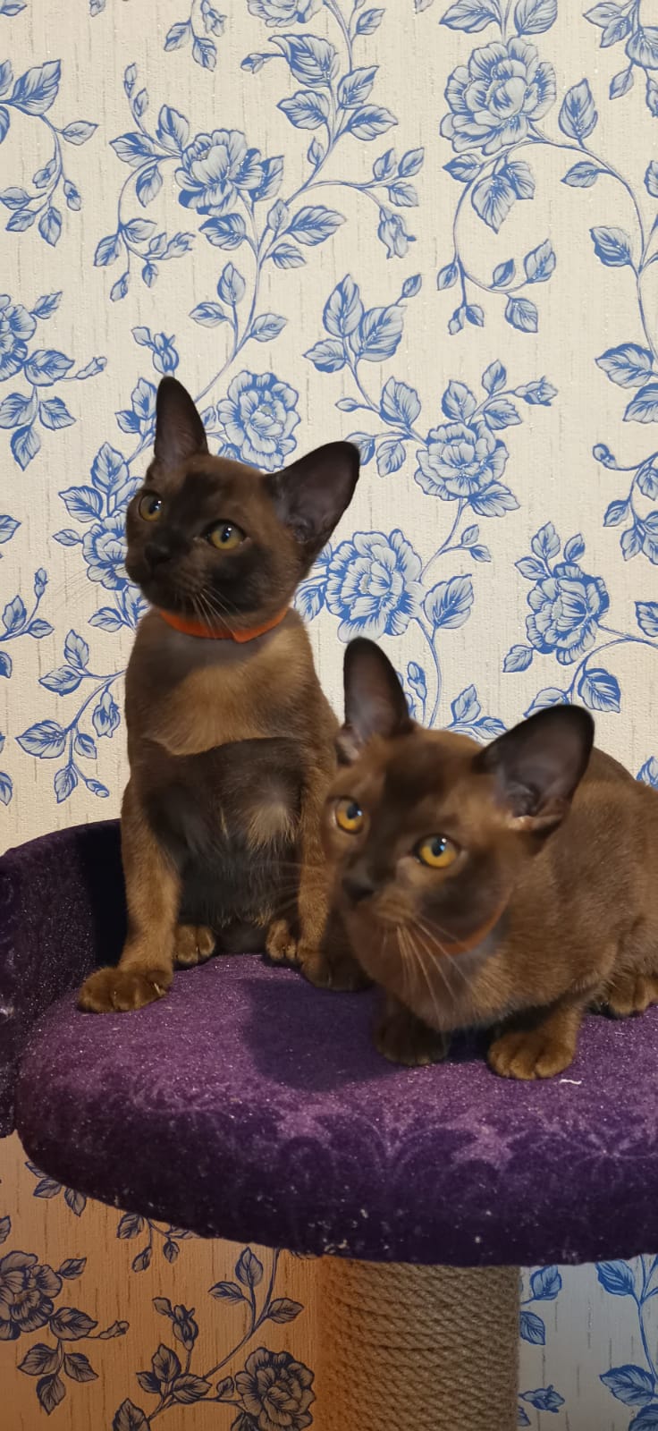 Бурманские котята