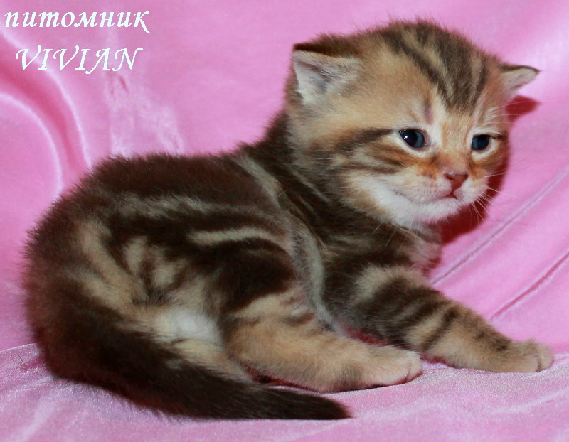 Британские котята шоколадный мрамор.