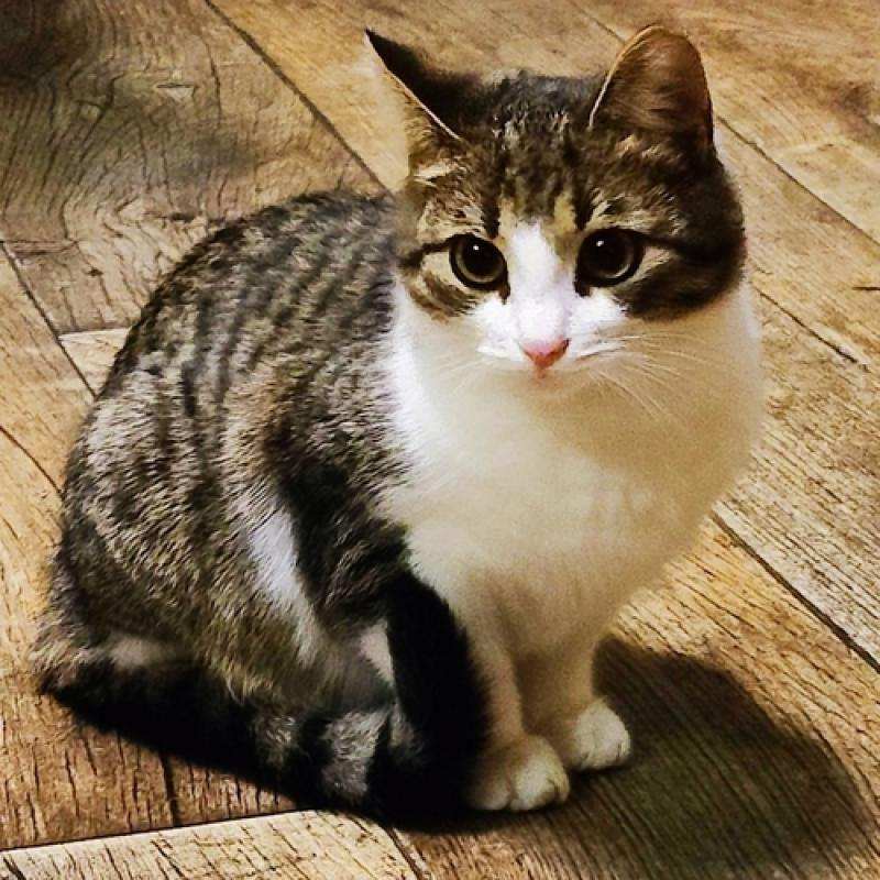 Котенок Степка в добрые руки. Москва