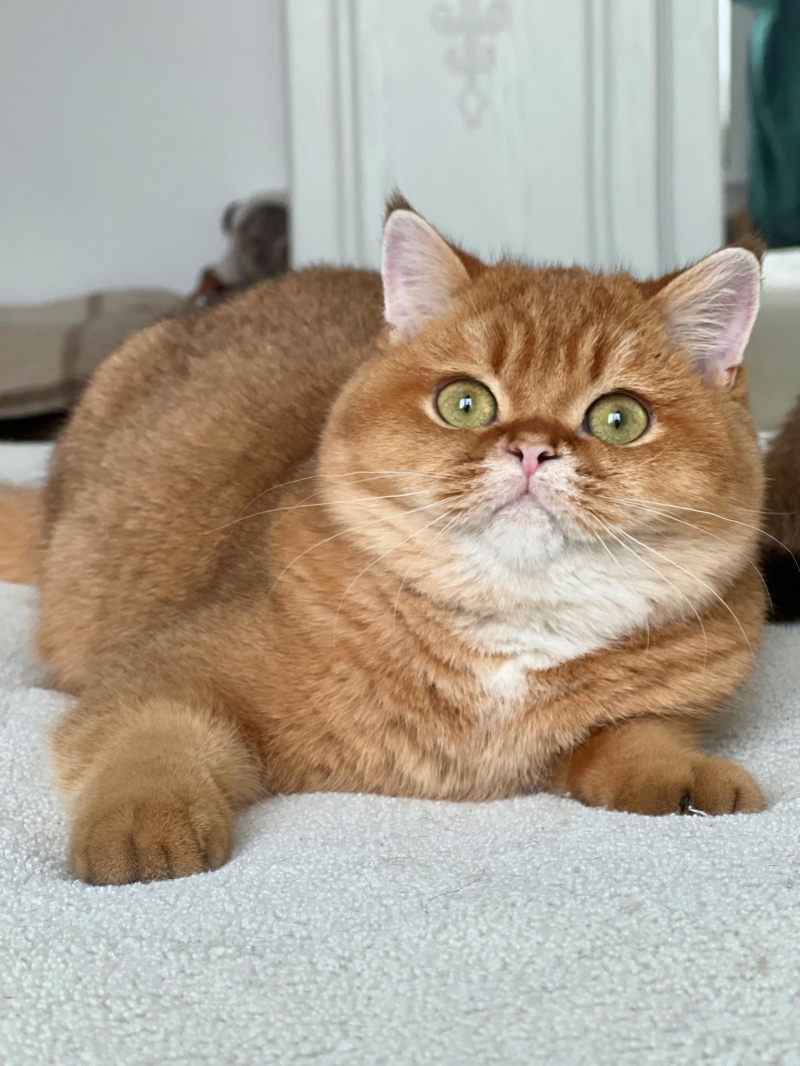 Шотландские золотые котята