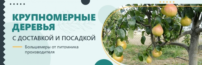 Садовая деревня питомник и интернет магазин растений.