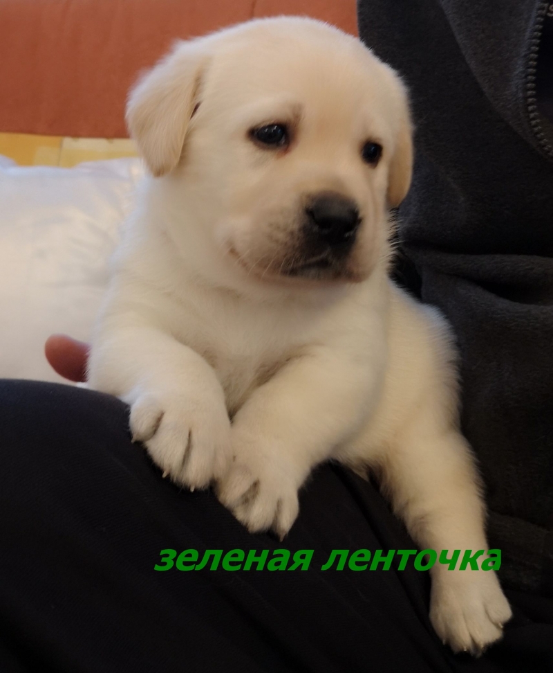 Щенки лабрадора палевые и черные кобели