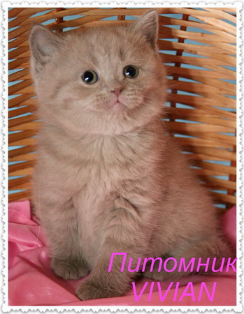 Британские клубные лиловые котята.