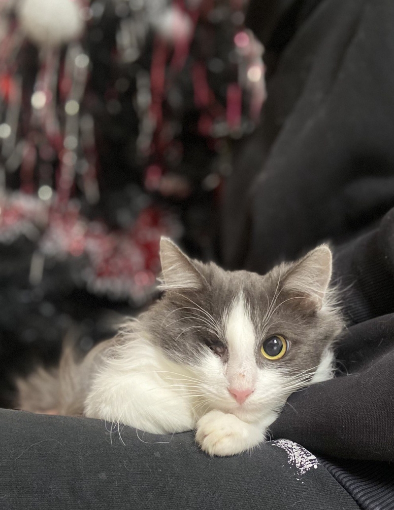 Кот котик ищет дом
