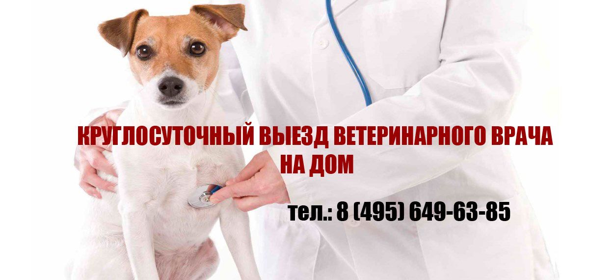 Вететринарная помощь в Москве на дому