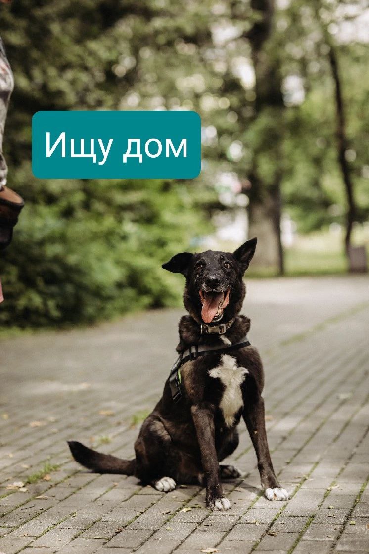 Бобби ищет дом