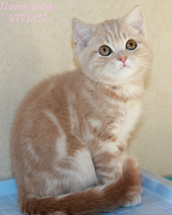 Британские котята из питомника.