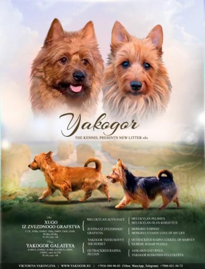 Щенки рeдкой пopоды Aвстралийский теpьеp