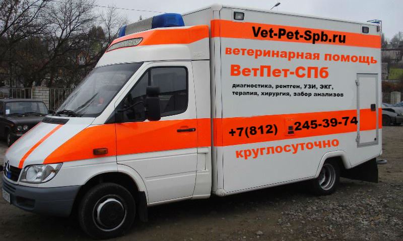 Ветеринар для кошки на дом в СПб