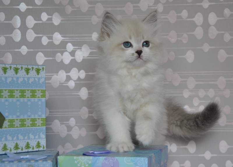 Невские Маскарадные котята