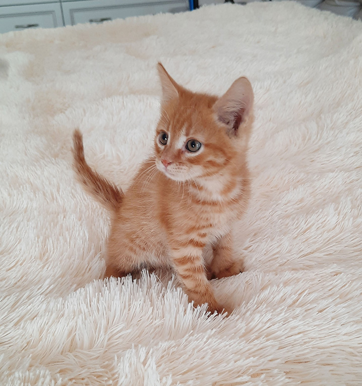 Котята Вадик, Толя, Нюша и Ксюша ищут дом