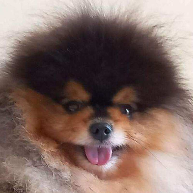 Вязка шпица