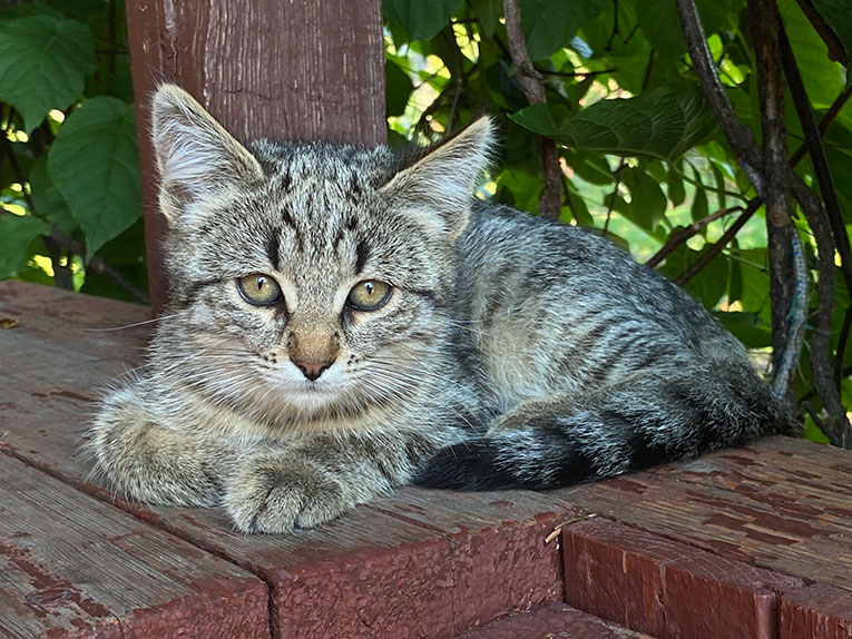 Ласковый котенок классического окраса в дар