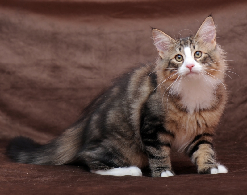 Норвежский лесной котнок