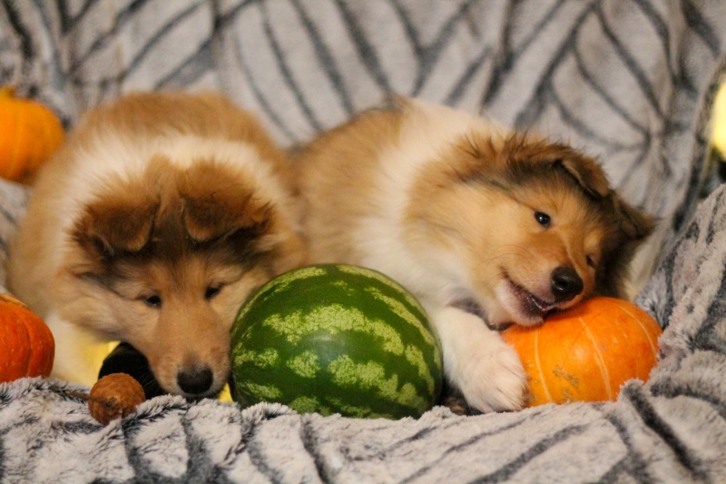 Щеночки Колли