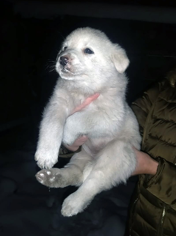 Маленькие щенки срочно ищут хозяев