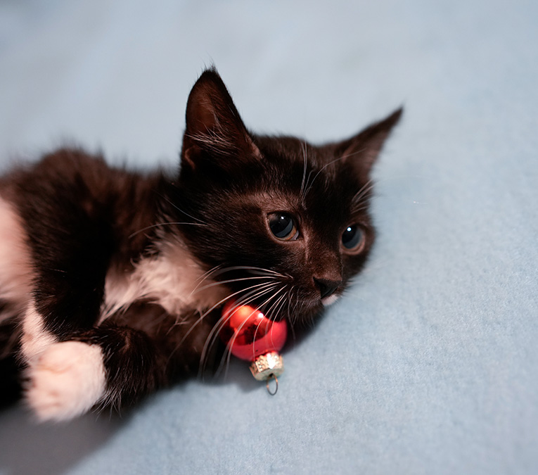 Отдам котенка кошатникам