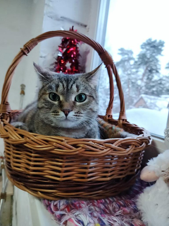 В добрые ручки Кошечка Рыся