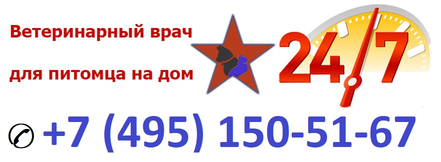 Ветеринар на дом в Москве круглосуточно