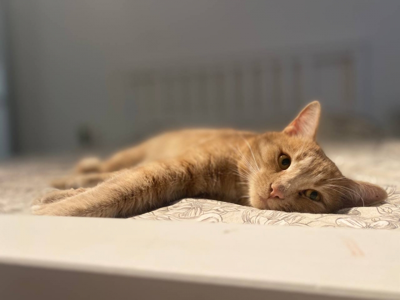 Кот в поиске дома