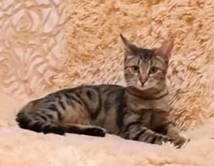 Котенок бенгальского окраса в добрые руки