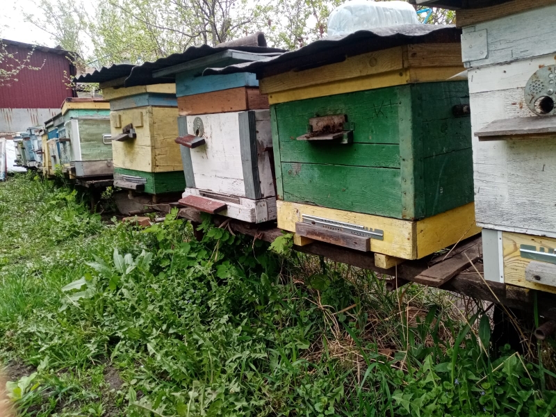 Пчелы и улья