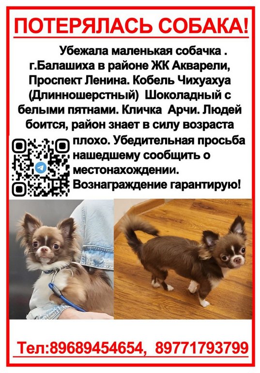 Пропала чихуахуа