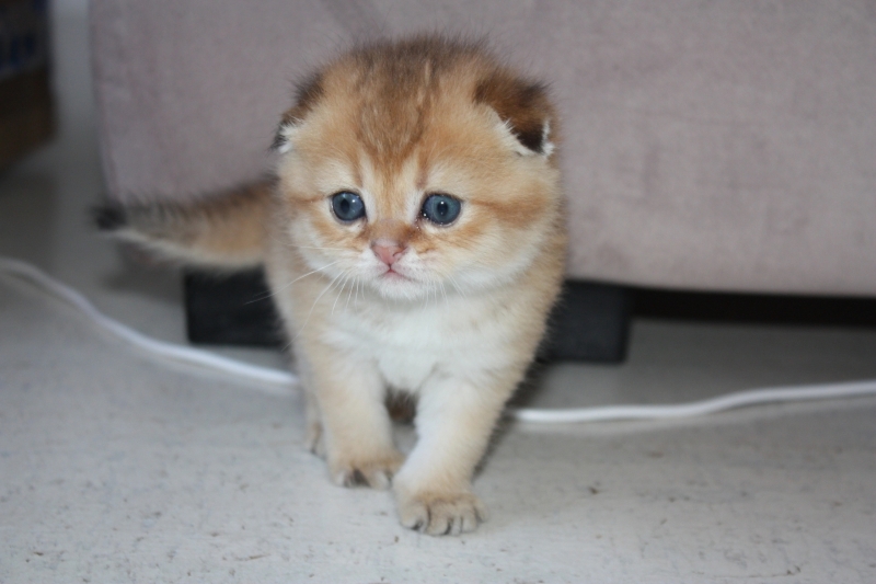Котики