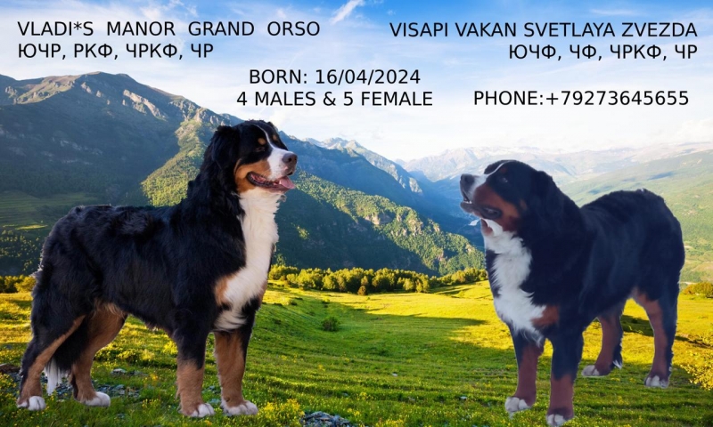 Берняшки