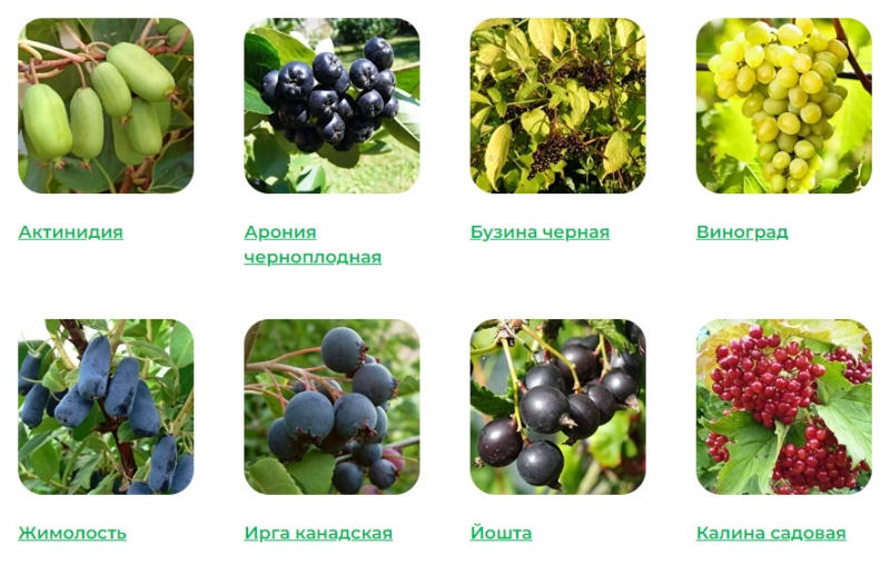 Заказать здоровые и крепкие саженцы