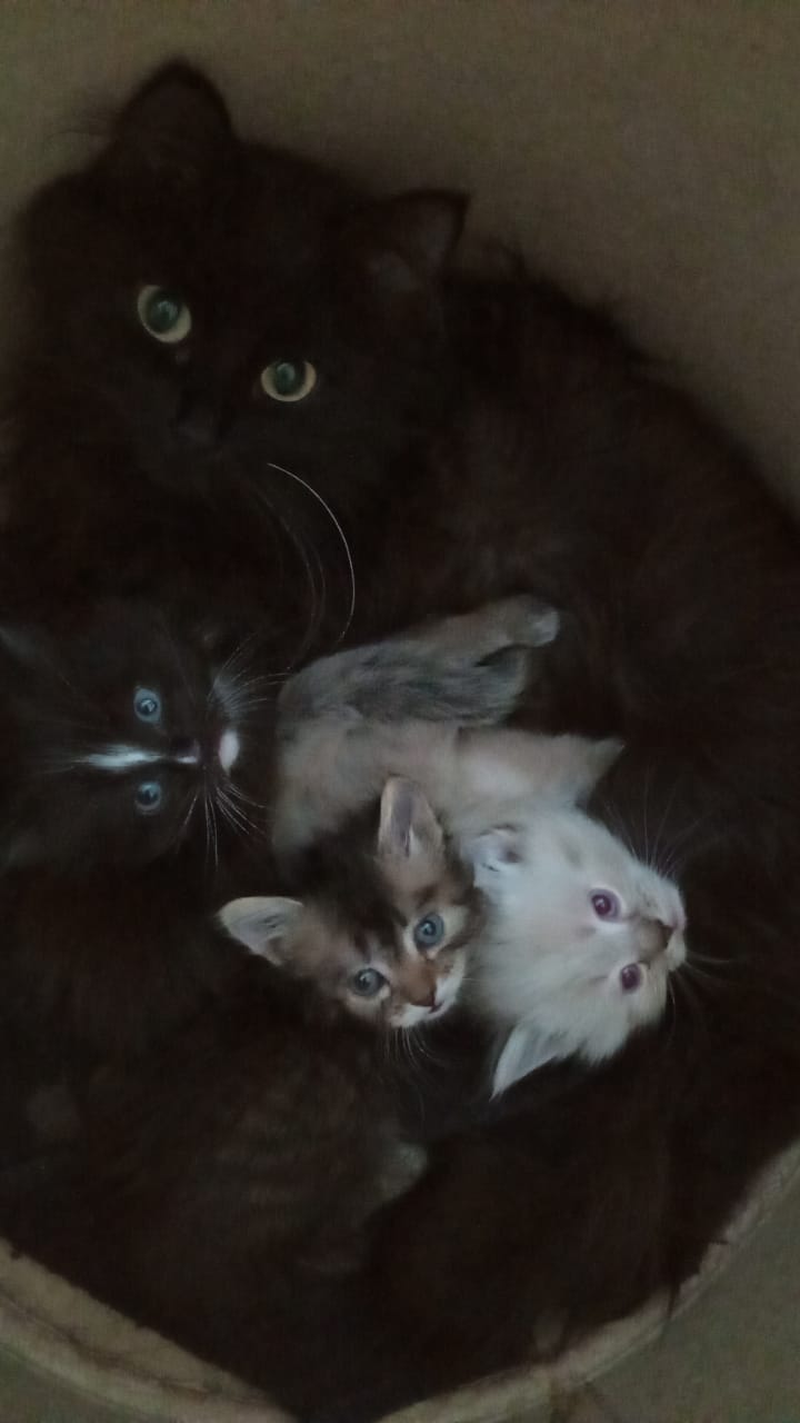 котята