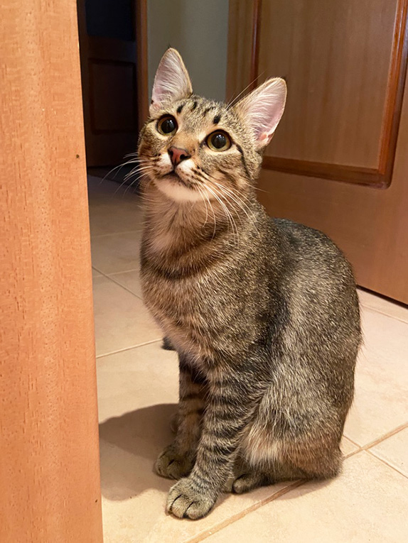 Умненький кастрированный котнок Сержик в дар