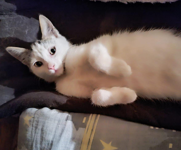 Котенка ищет дом для создания уюта