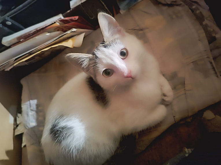 Котнка ищет дом для создания уюта