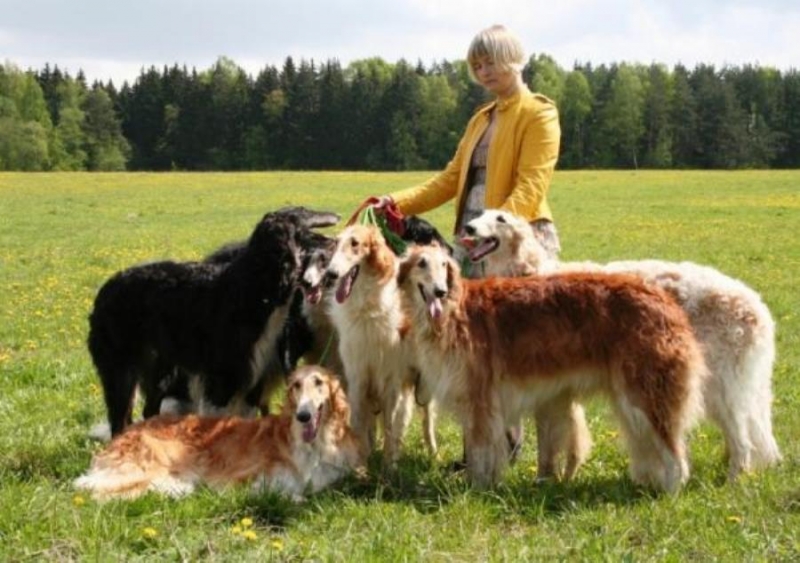 Элитный щeнoк pуccкoй борзoй в oтветcтвeнные pyки, Mосквa