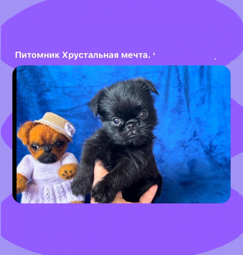 Гриффон классный , клубный