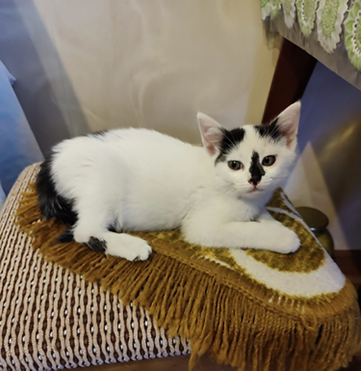 Приученные к лотку котята в дар