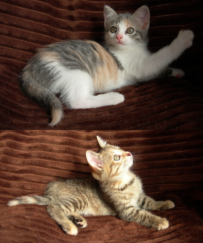 Котята трехцветные