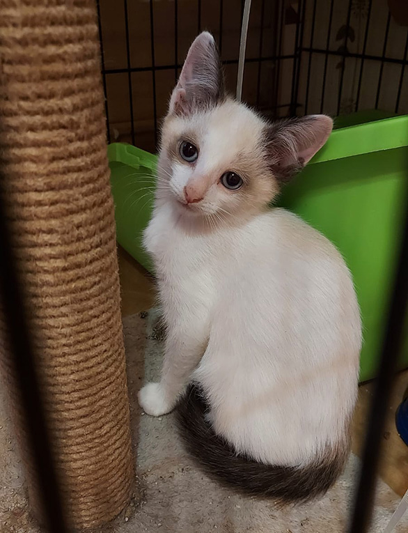 Отдам необычного котенка в добрые руки