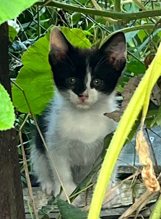 Котенок-мальчик в добрые руки. 2 месяца