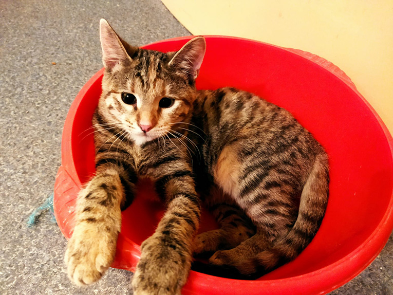 Котенок Фрося кошка полосатая в добрые руки